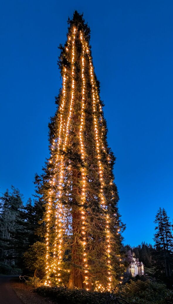 Le sapin de Noël vivant le plus haut du Royaume-Uni est décoré de plus de 2 000 lumières