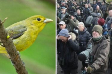 Des centaines d'observateurs d'oiseaux envahissent un petit village britannique alors qu'un oiseau rare est repéré sur une corde à linge