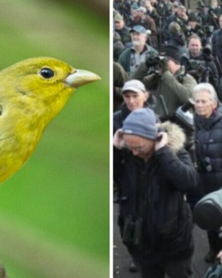 Des centaines d'observateurs d'oiseaux envahissent un petit village britannique alors qu'un oiseau rare est repéré sur une corde à linge