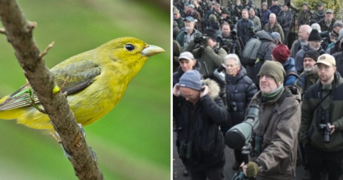 Des centaines d'observateurs d'oiseaux envahissent un petit village britannique alors qu'un oiseau rare est repéré sur une corde à linge