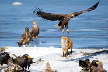 Des moments époustouflants de la faune capturés dans la dernière épopée de David Attenborough sur la BBC