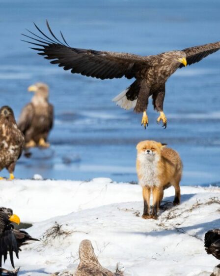 Des moments époustouflants de la faune capturés dans la dernière épopée de David Attenborough sur la BBC