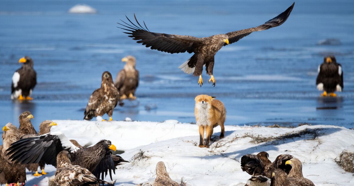 Des moments époustouflants de la faune capturés dans la dernière épopée de David Attenborough sur la BBC