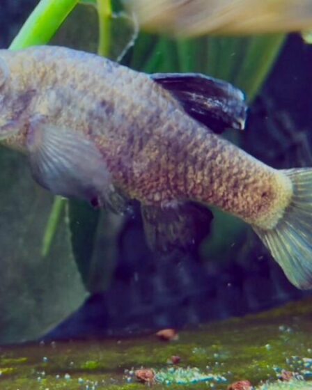 Le poisson le plus solitaire du monde va être sauvé de l'extinction par le zoo britannique