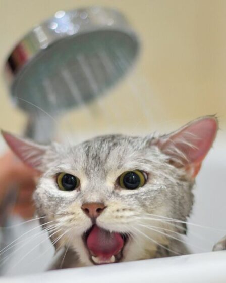 Le vétérinaire explique à quelle fréquence vous devez baigner votre chat