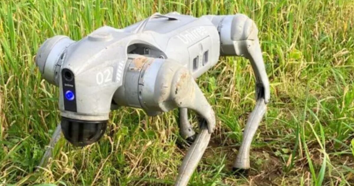 Les chiens robots d'une valeur de 25 000 £ qui pourraient tout changer pour les agriculteurs britanniques