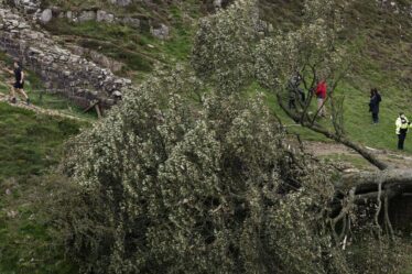 Les travaillistes doivent protéger les arbres les plus anciens et les plus rares du pays après l'abattage de Sycamore Gap