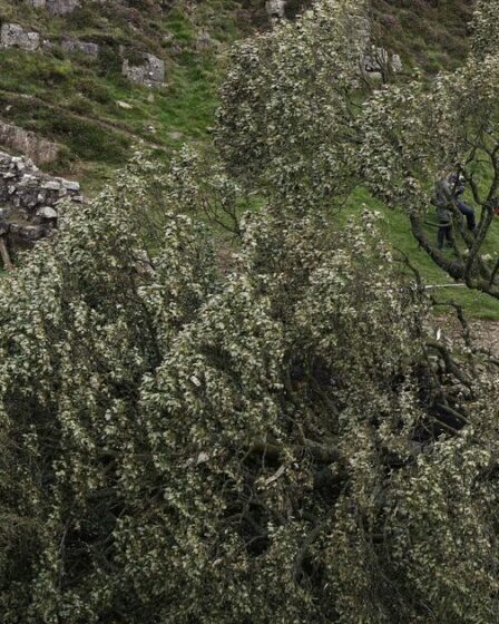 Les travaillistes doivent protéger les arbres les plus anciens et les plus rares du pays après l'abattage de Sycamore Gap