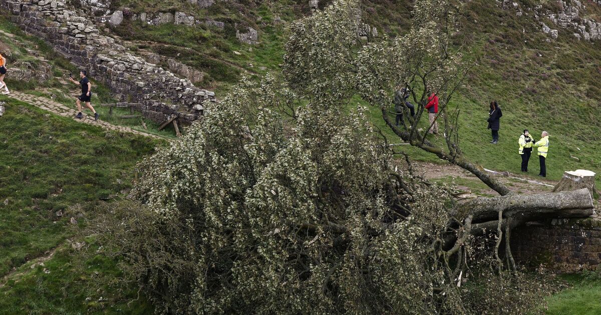 Les travaillistes doivent protéger les arbres les plus anciens et les plus rares du pays après l'abattage de Sycamore Gap