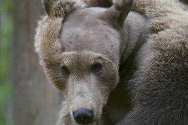 L'ours brun Boki se rétablit "très encourageant" après une opération au cerveau