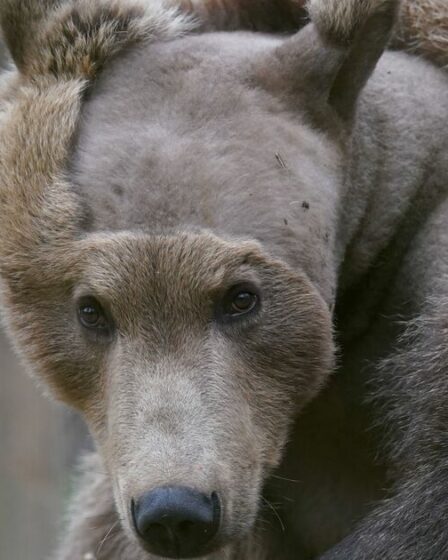 L'ours brun Boki se rétablit "très encourageant" après une opération au cerveau