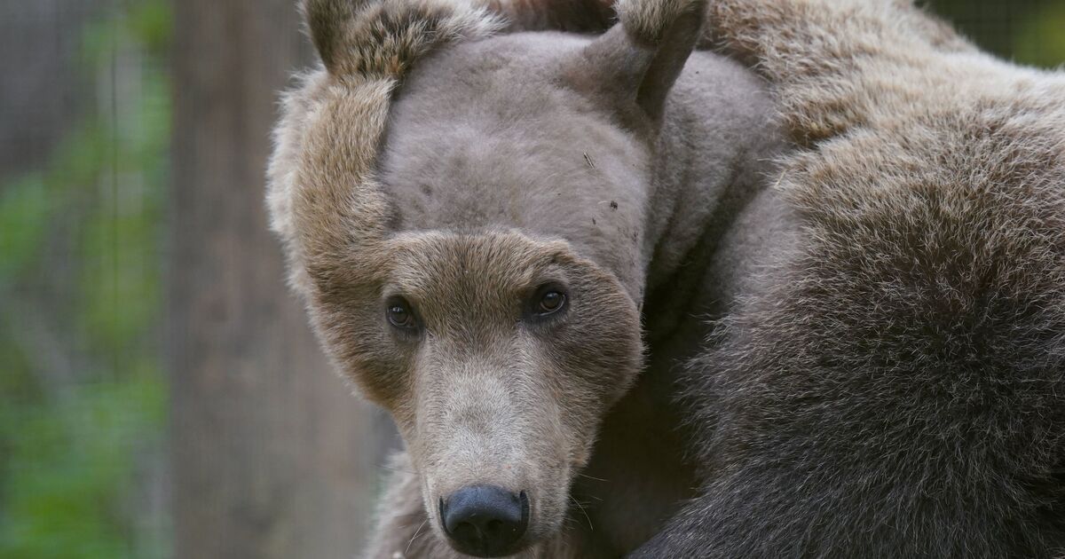 L'ours brun Boki se rétablit "très encourageant" après une opération au cerveau