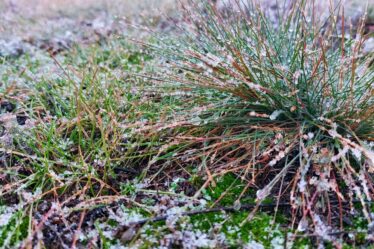 Tous les jardiniers ont émis un avertissement en quatre mots alors que les températures chutent