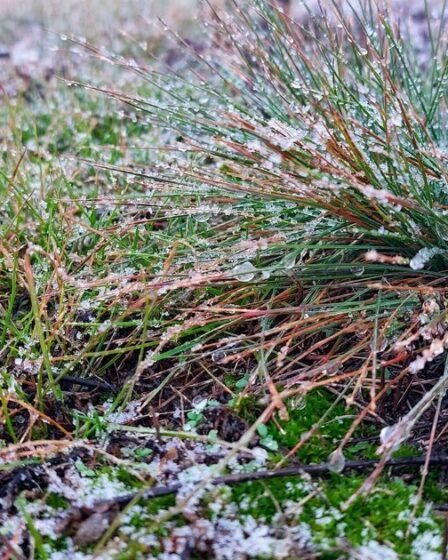 Tous les jardiniers ont émis un avertissement en quatre mots alors que les températures chutent