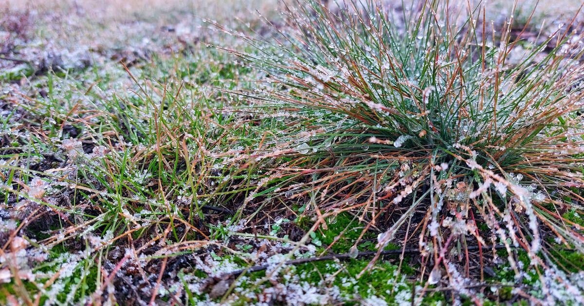 Tous les jardiniers ont émis un avertissement en quatre mots alors que les températures chutent