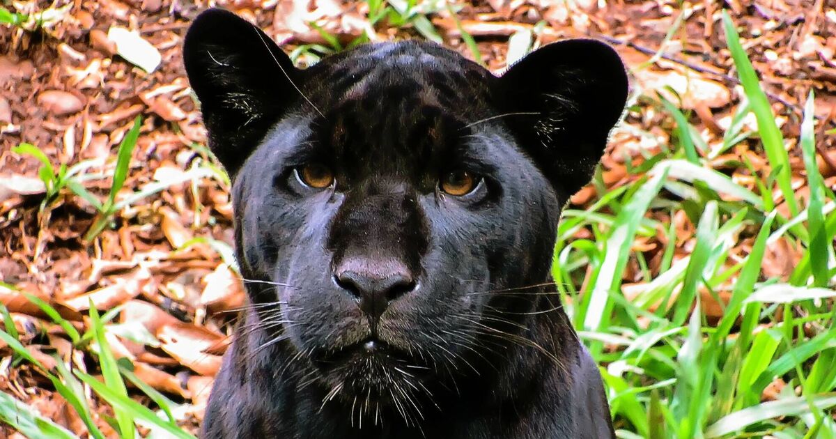 Un « gros chat » craint alors que le cerf est retrouvé « dévoré » avec seulement la tête et les pattes dans les Cotswolds