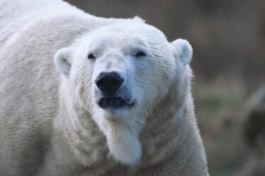 Une découverte remarquable prouve que les ours polaires parcouraient autrefois la Grande-Bretagne