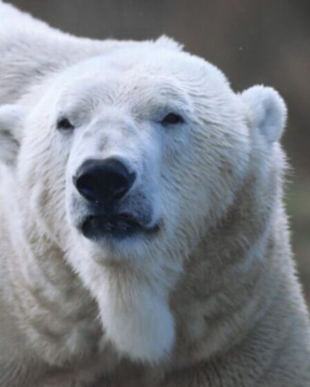 Une découverte remarquable prouve que les ours polaires parcouraient autrefois la Grande-Bretagne