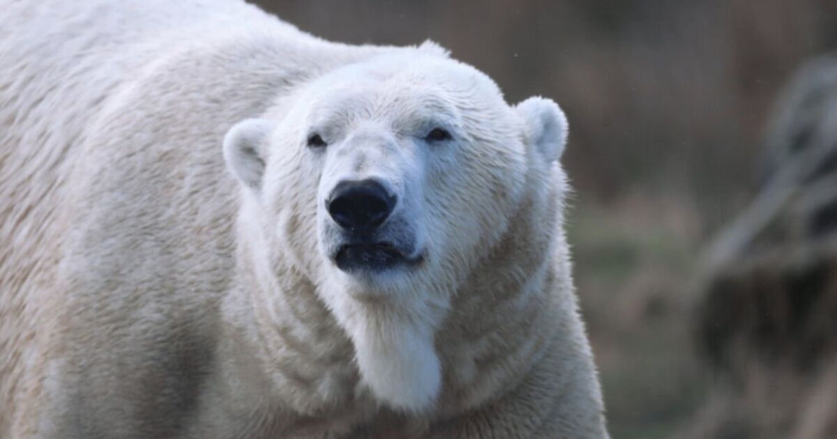 Une découverte remarquable prouve que les ours polaires parcouraient autrefois la Grande-Bretagne