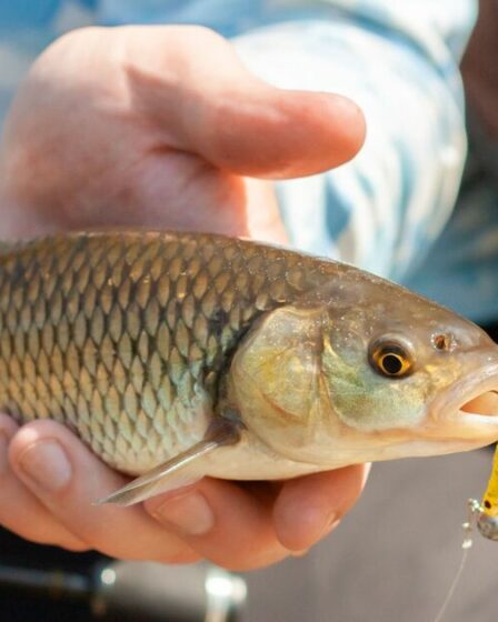 Utilisez un simple légume comme appât de pêche pour obtenir une « prise parfaite » à chaque fois.