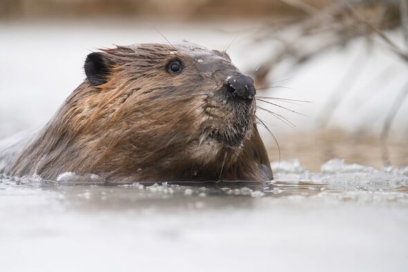 Gros plan portrait drôle à faible angle d'un castor dans l'eau glacée