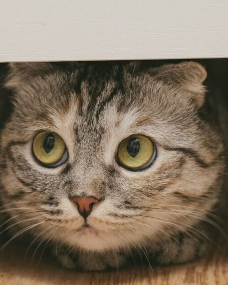 Le propriétaire de l'animal en deuil est resté « sans voix » face au cadeau sincère du vétérinaire après la mort de son chat