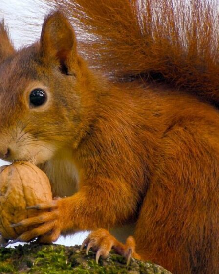 Les bastions de l'écureuil roux assiégés alors que les gris mortels menacent d'être anéantis