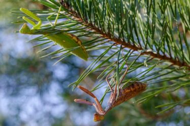 Les fans de sapins de Noël sont priés de vérifier les détails pas si innocents sur les branches