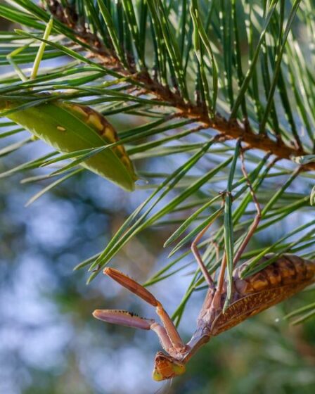 Les fans de sapins de Noël sont priés de vérifier les détails pas si innocents sur les branches