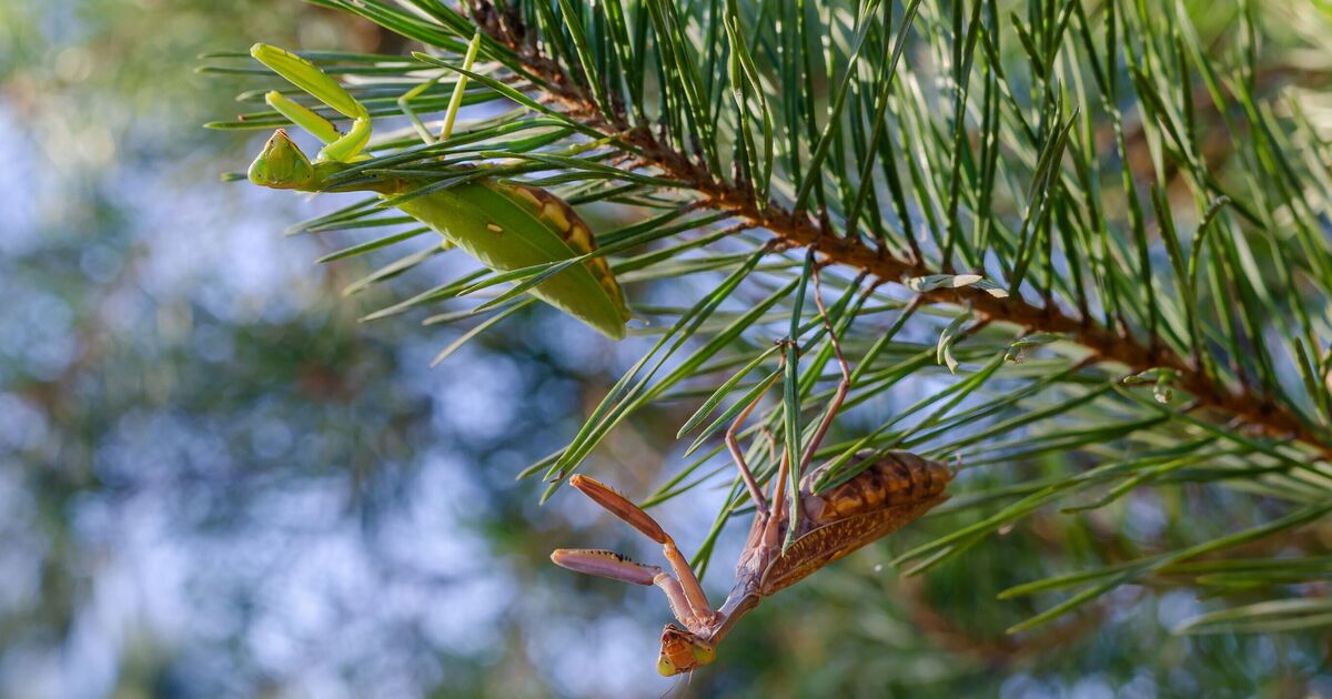 Les fans de sapins de Noël sont priés de vérifier les détails pas si innocents sur les branches