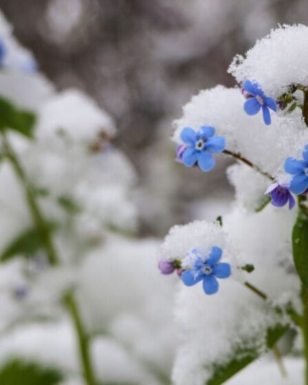 Tous les jardiniers ont mis en garde contre le rangement des parterres de fleurs en décembre