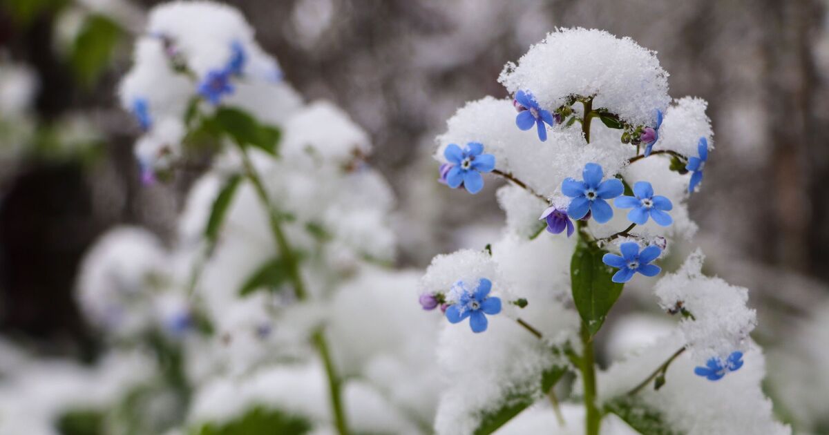 Tous les jardiniers ont mis en garde contre le rangement des parterres de fleurs en décembre