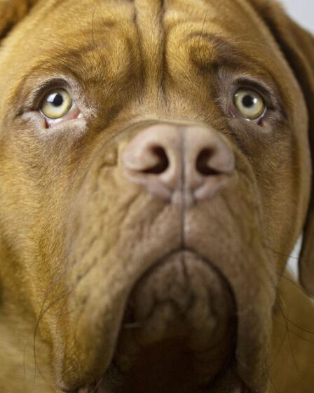 Un dresseur de chiens met en garde contre la possession d'une race puissante si vous "n'avez pas les compétences"