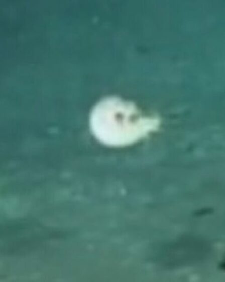 Un sous-marin des grands fonds capture un animal rare « qui n'a pas changé depuis 245 millions d'années »