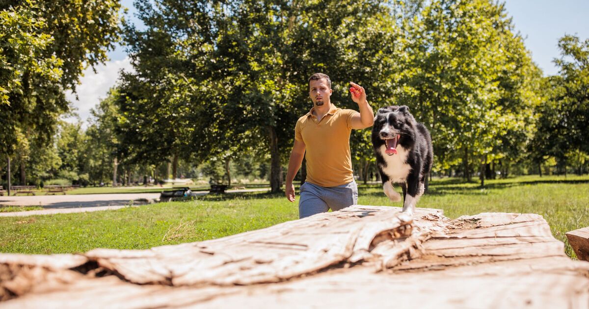 "Je suis dresseur de chiens et il y a trois races que les nouveaux propriétaires ne devraient jamais avoir"
