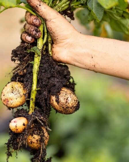 La famine mortelle de la pomme de terre irlandaise est originaire de milliers de kilomètres de là, trouve l'étude