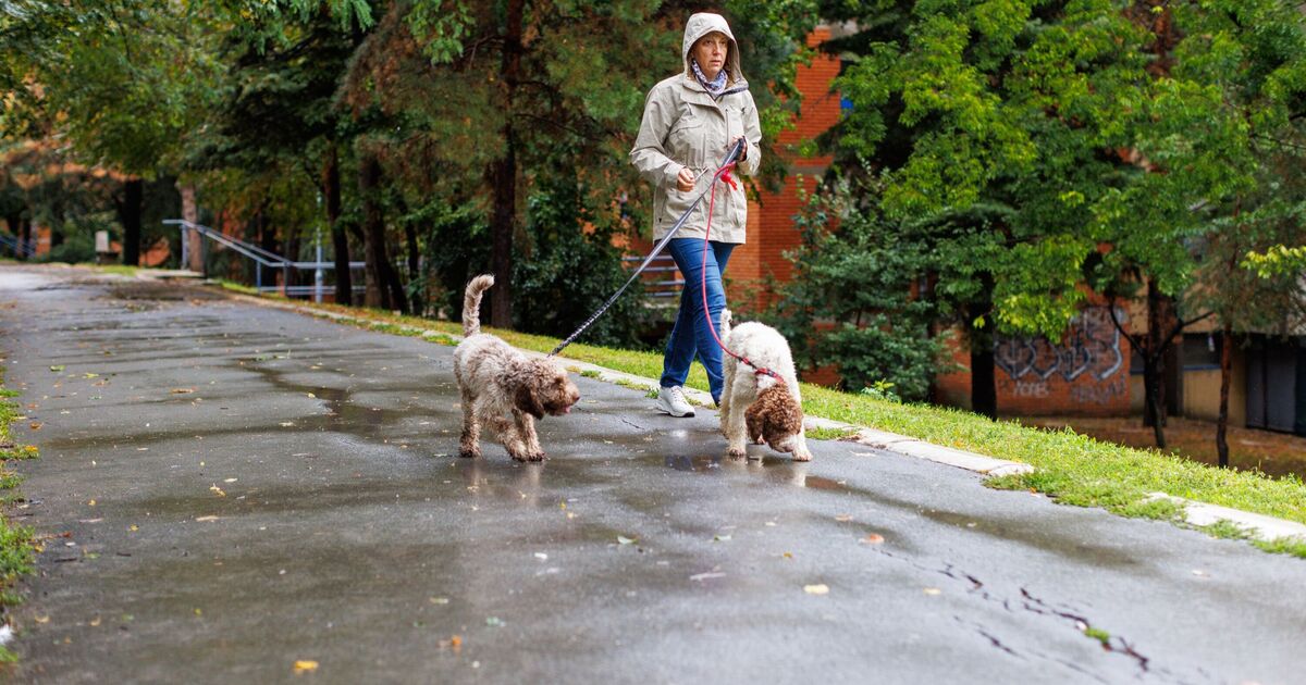 La réaction d'un chien lorsqu'on lui a demandé de sortir sous la pluie laisse les gens bouche bée