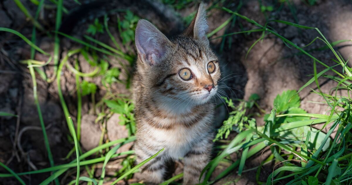 Un chaton sauvé laisse les gens le cœur brisé avec une adorable habitude à chaque fois qu'il entend son nom