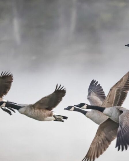 Une étude révèle de quoi les oiseaux « discutent » pendant leur migration