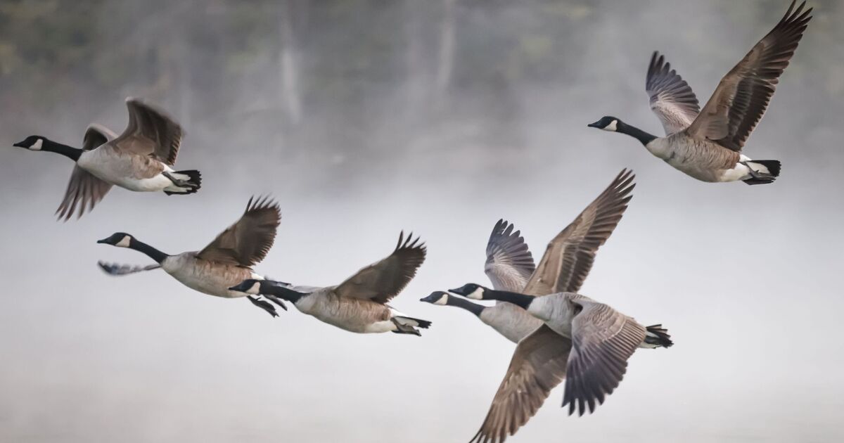 Une étude révèle de quoi les oiseaux « discutent » pendant leur migration