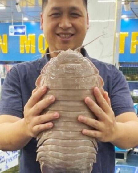 Une punaise de mer « supergéante » découverte au Vietnam, nommée pour sa ressemblance avec le méchant de Star Wars