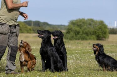 La pointe facile de l'entraîneur de chien donne au contrôle des impulsions «folles» sur quelle que soit sa race