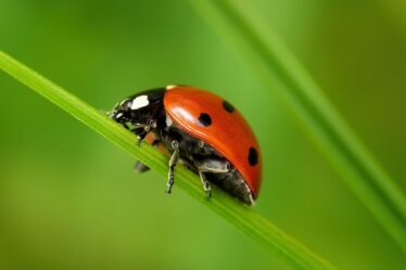 Les gens réalisent simplement pourquoi repérer une coccinelle cet hiver pourrait «vous porter chance»