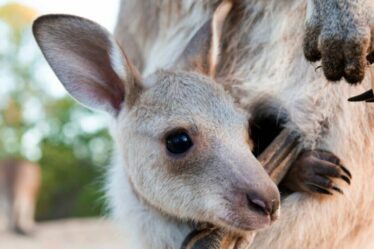 Les scientifiques australiens fabriquent les premiers embryons de kangourou avec la FIV dans «Major Leap»