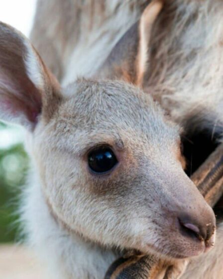 Les scientifiques australiens fabriquent les premiers embryons de kangourou avec la FIV dans «Major Leap»