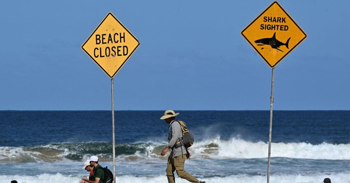 Chaos à Sydney alors que les plages fermées après le requin tuent le surfeur devant des amis