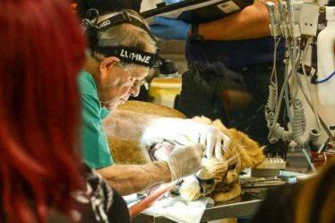 Moment incroyable, un dentiste enlève une dent infectée de 8 cm sur une lionne de 140 kg