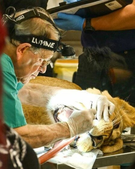 Moment incroyable, un dentiste enlève une dent infectée de 8 cm sur une lionne de 140 kg
