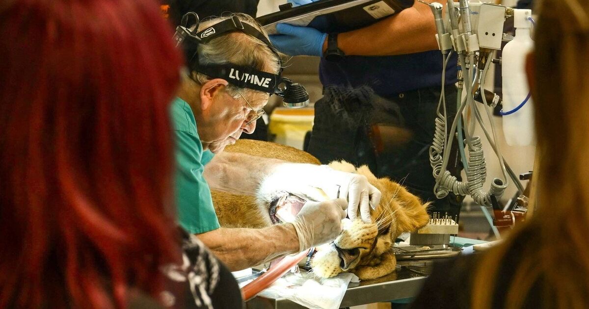 Moment incroyable, un dentiste enlève une dent infectée de 8 cm sur une lionne de 140 kg