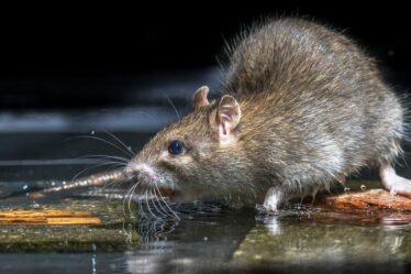 Un grand détaillant britannique comptant 210 succursales a fermé son magasin après une « grave infestation de rats »